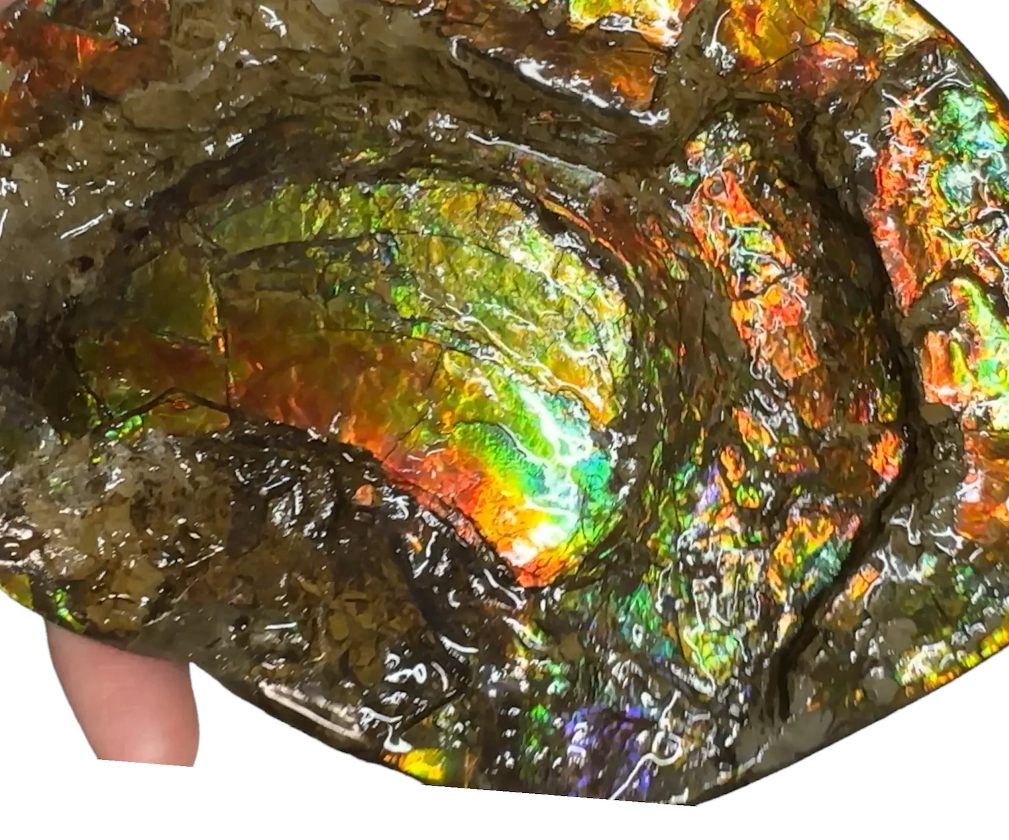 5.27 RARE High Grade Double-Sided Handheld Gem Specimen,   CS-232 * Ammolite  Free Shipping! アンモライトFREE SHIPPING!