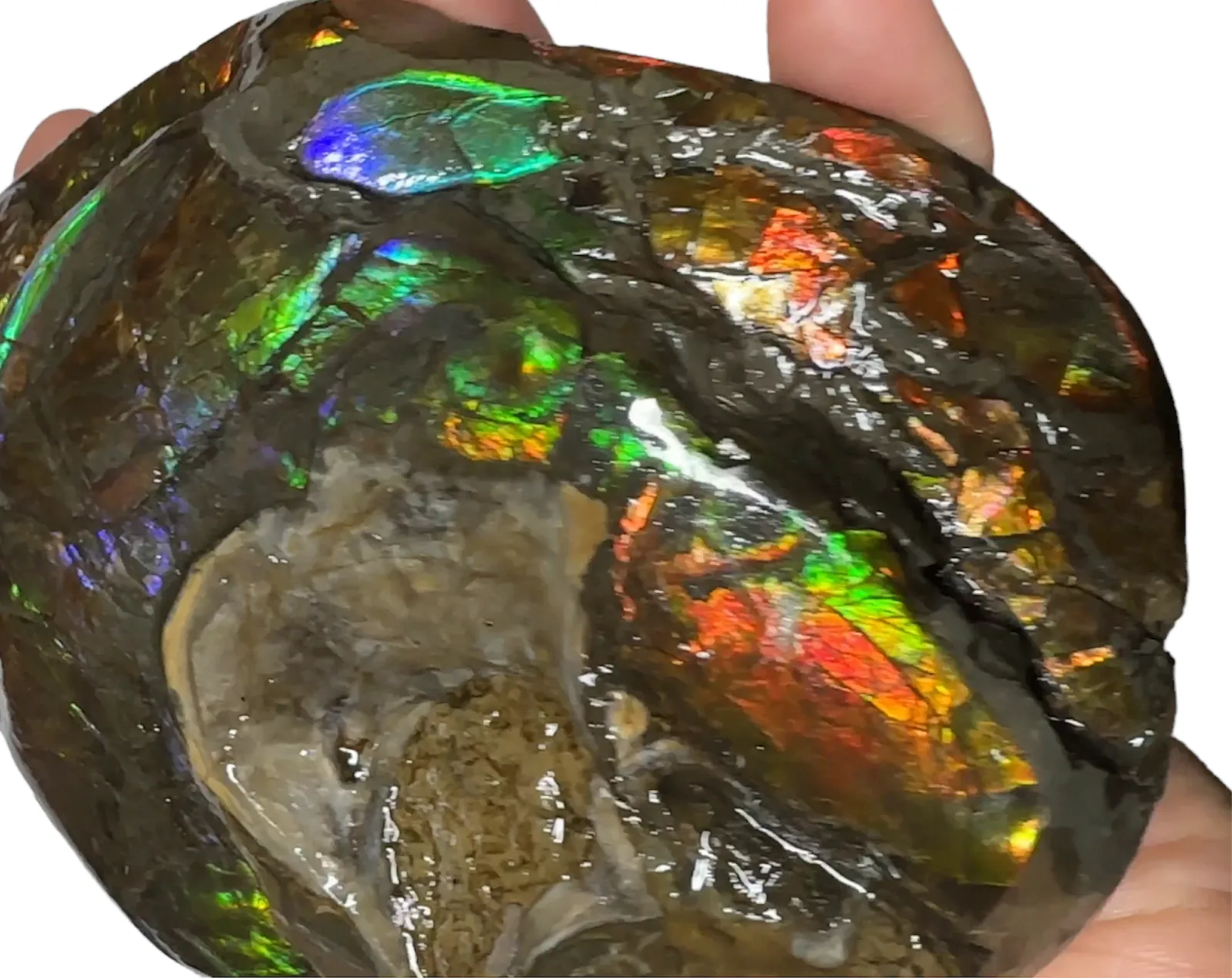 5.27 RARE High Grade Double-Sided Handheld Gem Specimen,   CS-232 * Ammolite  Free Shipping! アンモライトFREE SHIPPING!